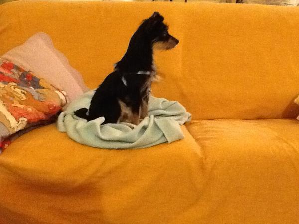 BarbaraLabate's tweet photo. La mia gioia!!! http://t.co/I95umAsm