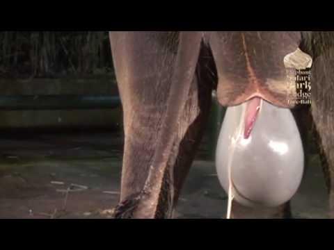 VueltaU's tweet photo. (Video) El nacimiento de un elefante ----> http://t.co/p7TxLeK1 http://t.co/tI0cEi76
