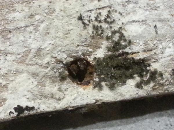 Spillingbeans1 tweet picture