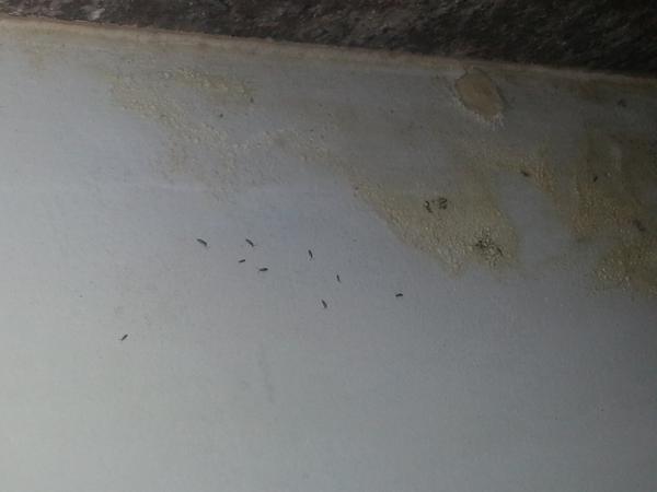 Spillingbeans1 tweet picture