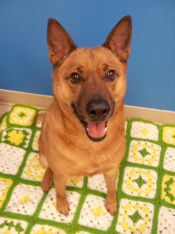 Jennifer Blome On Twitter Shiba Inushepherd Mix Named Red