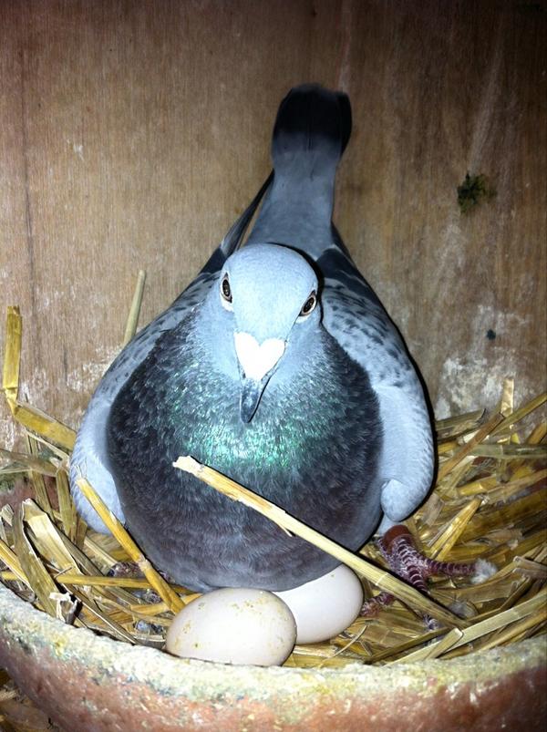 DeGebr's tweet image. De eerste jongen zijn er zo goed als! De natuur blijft iets bijzonders.