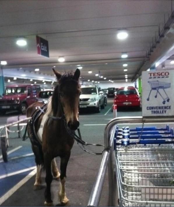 robboma24's tweet photo. "Why the long face?" http://t.co/7iNr4D2z #tesco