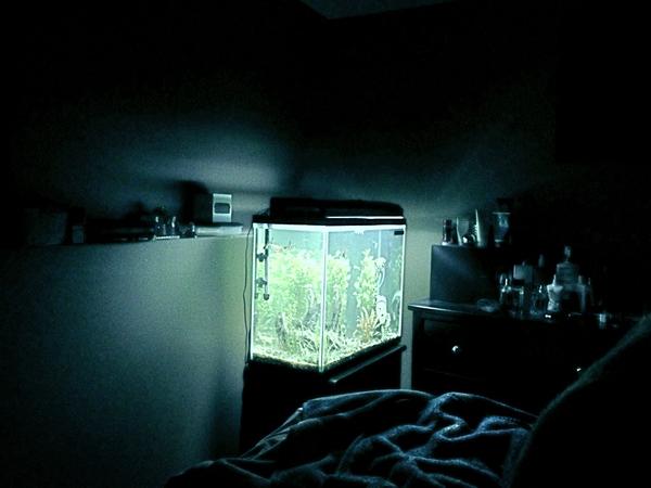 JustinJ4mes's tweet image. #tweetspree #morningroutine #fishtanklight #bright #water #zen
#breathe
