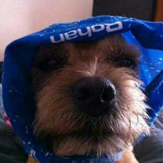 RohanCambridge's tweet photo. @RohanTheBT @RohanChelmsford I prefer this picture http://t.co/Lt7DjDkf