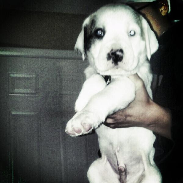 getn_bak_2work's tweet photo. My new lil stinker. His name is #Bro http://t.co/dLvwqw0w