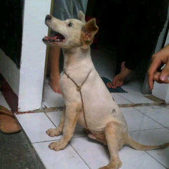 aDOGtion's tweet photo. Help RT pls "@PawRescuers: Foster needed, Jakarta only, cp: Fanny 081298238565. @aDOGtion @IndAnimalovers @InfoGukGuk http://t.co/xZTZd04n"
