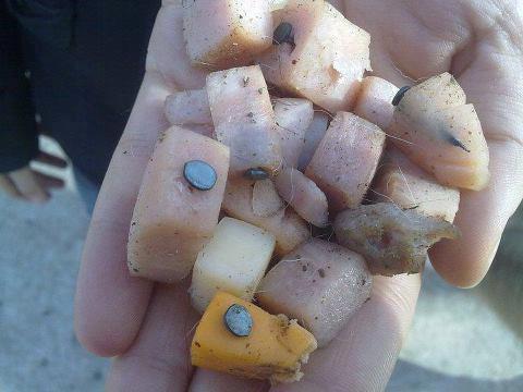 carayaac's tweet photo. @sonarfm  en el parque bicentenario se encontraron trozos de comida con clavos en el cesped ojo con las mascotas http://t.co/xaUxgP7P