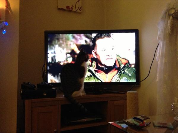ellajanewatt's tweet photo. My cat loves Chris Packham on #winterwatch http://t.co/Mra9vIrY