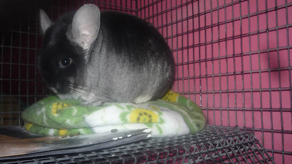 ChillaRoman's tweet image. 