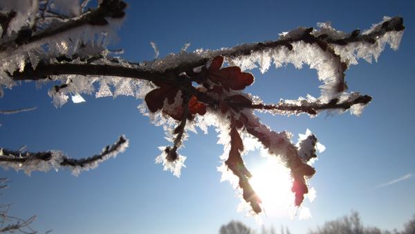 Ice crystals by the river Wensum this morning.