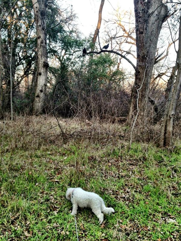 LucyTheCockapoo's tweet image. Just spotted 2 vultures in the tree… I sure hope they're not plotting to take me away!