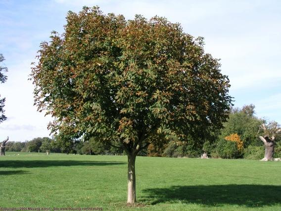 SunDevilBoobs's tweet photo. Manti Te'o's girlfriend just submitted her boob pic standing next to a tree. http://t.co/WaB2mcot