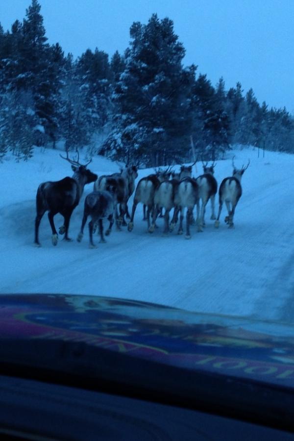 Pas op overstekend wild ! <a href="/toppersIC/">ToppersIC</a> <a href="/arcticchallenge/">Arctic Challenge</a> Finland.