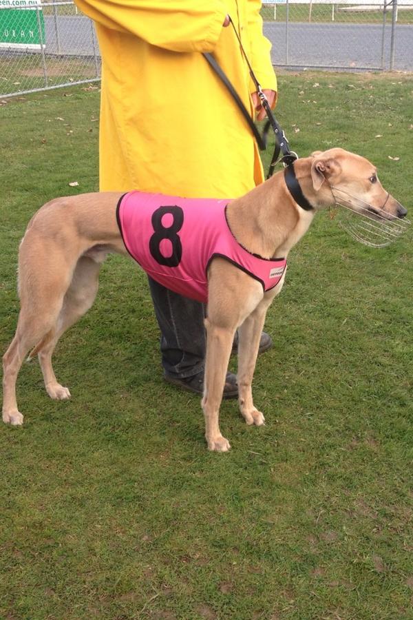 SamVillo's tweet image. Get around Ashwood Flyer. Big winner at Warragul today. #9.50Lengths #hasclass