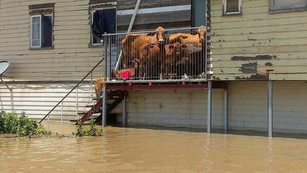 WAtoday's tweet image. People weren't the only ones heading for higher ground in Queensland this week: watoday.com.au/queensland/bri…