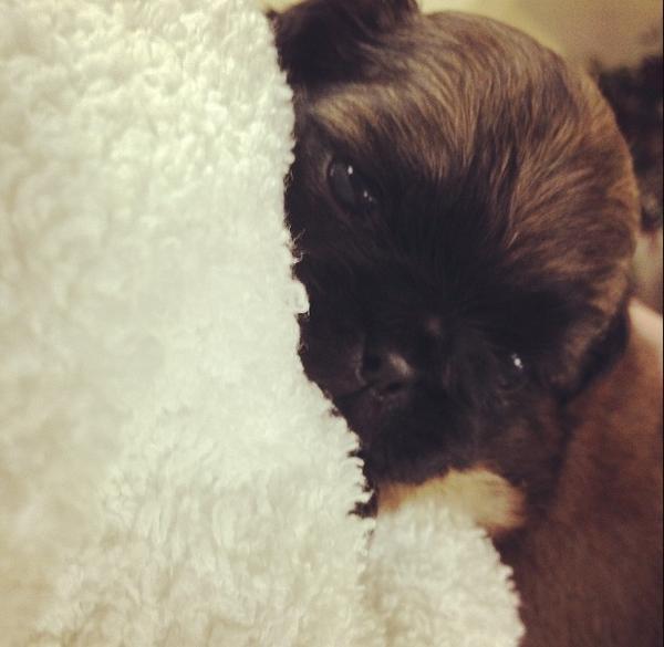 EventsMadeE's tweet image. Such a cutie pie! Show your pets some love!