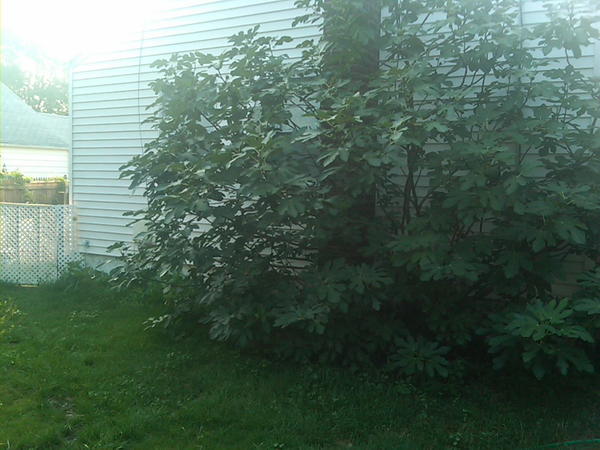 15'x16' Fig tree SW corner  Never covered winter, produces white figs twice a season, total 1000 figs,lots sun &amp; water.