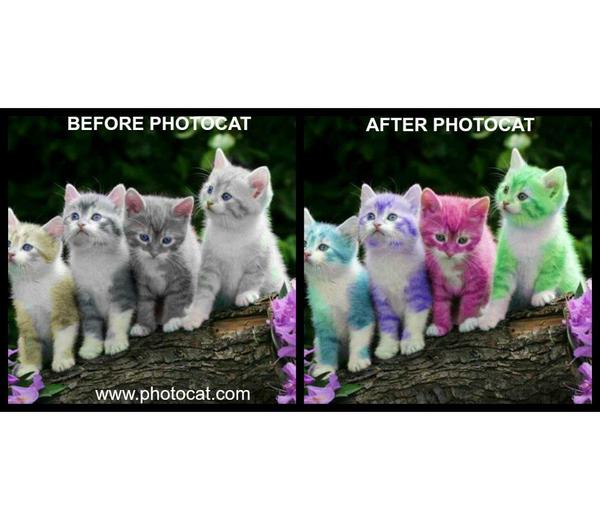 PhotoCatcom's tweet photo. Which kitten do you like best? Use #PhotoCat to add colors to your photos! http://t.co/svcJx1IH http://t.co/nIOPRO8h