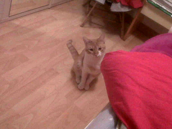 GatoPequemiau's tweet photo. Yop observando a @puertti95 http://t.co/HcvMzhx9