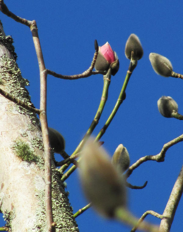 NeilTregothnan's tweet photo. @Gr8Gardens Blooming marvellous news at @Tregothnan! #4 blooms so far this morning! #springstory http://t.co/w8hUkFKt
