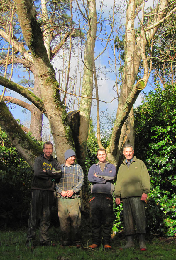 @Gr8Gardens The garden team standing proud by @Tregothnan's blooming #Magnolia tree! #Cornish #springstory
