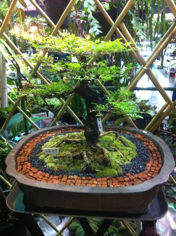 childrenplac tweet picture