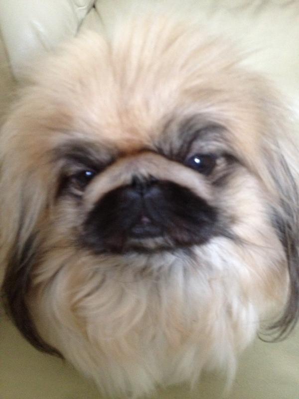 pekingees tweet picture