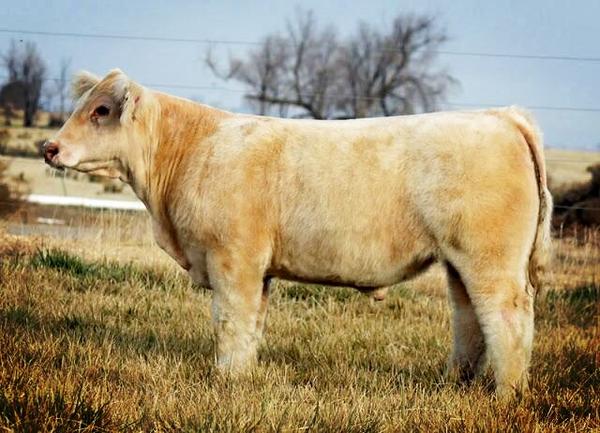 YouWantSomeBro's tweet image. My new baby! I've never had a white one!(: #BannerChasin #showsteer  #felonyheatwave #rochecattle