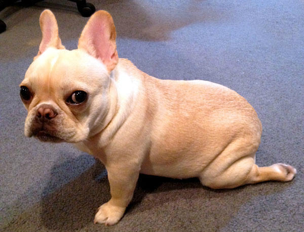 Frenchiespace tweet picture