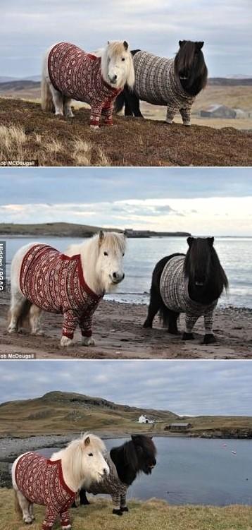 scrumpleflump's tweet photo. Mini-horses in jumpers. What's not to love. http://t.co/vZsjTQJl