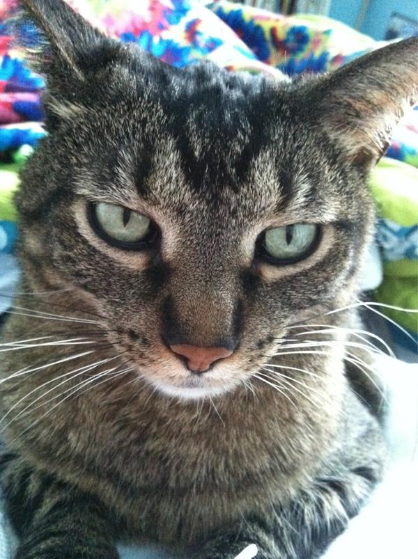 GrandSlamii's tweet photo. BoBo wishes all of you a good day😺 http://t.co/395kbQO8