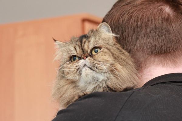 pers_help's tweet image. "Перс-Экзот Команда" HELP, НАЙДИТЕ ВАРВАРЕ ДОМ! ПОДАРИТ СВОЮ ЛЮБОВЬ ПРИ УСЛОВИИ, ЕСЛИ БУДЕТ ЕДИНСТВЕННОЙ В СЕМЬЕ.