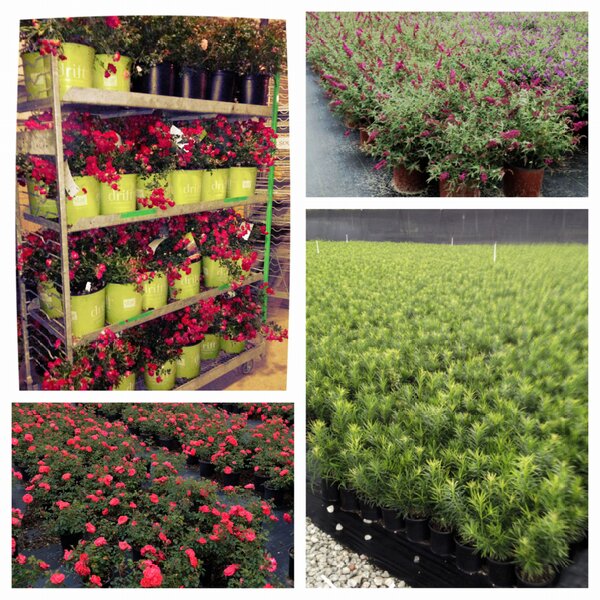 LinerSource's tweet image. #linersource #driftroses #podocarpus #butterflyBUZZ