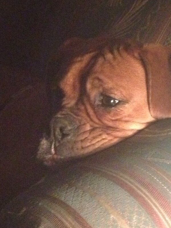 ChrisSlapthat's tweet photo. Chumlee is totally digging it lol http://t.co/GkI8zRSC
