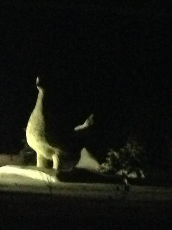 agassizoutfiter's tweet image. Just passed a Boone and Crockett grouse in #Ashern