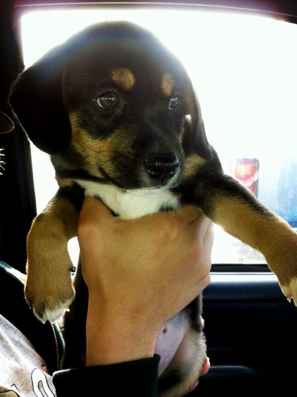 FaulknerMason's tweet photo. Free German Shepard/Great Pyrenees mix puppy. She's had all of her shots and vaccines. Has papers. Needs a good home http://t.co/1nPdjBU3