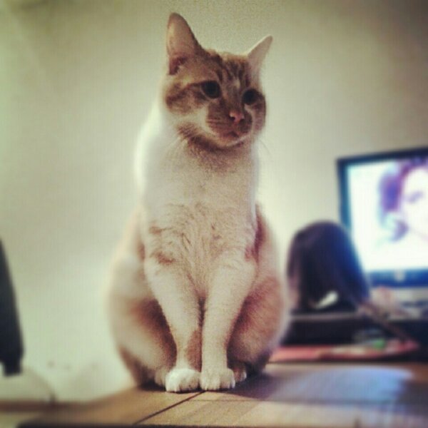 mi lion