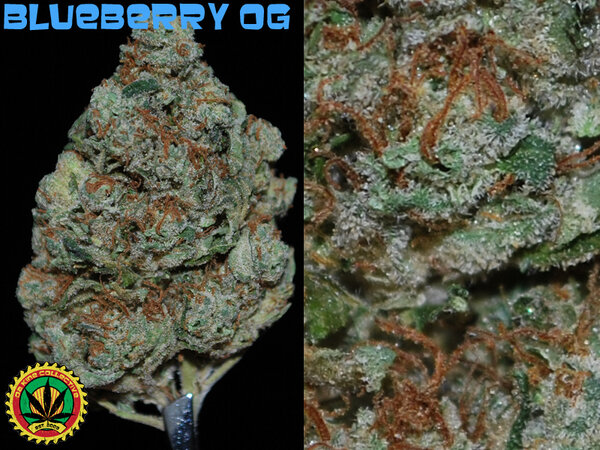 DaKineMMJ tweet picture