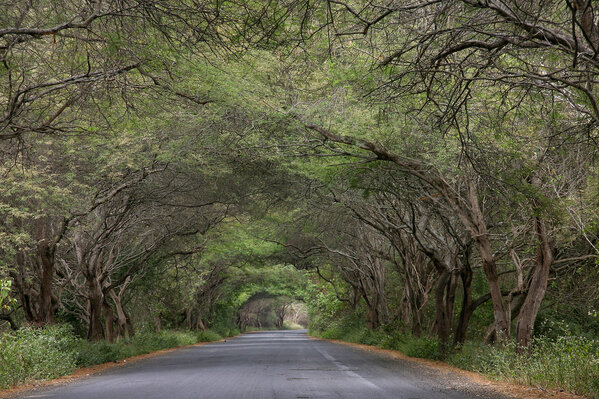 FotoEcuador's tweet photo. Recuerdan el tunel de arboles en la ruta a Puerto López?  #FotoEcuador http://t.co/kkgd7m5R