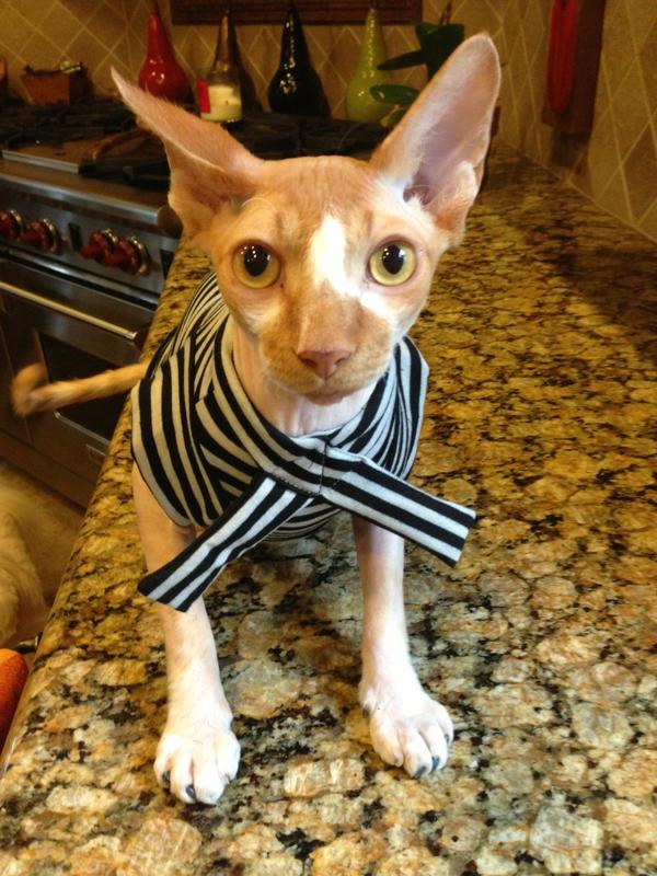 Fannypackcats's tweet photo. Where's the hot babes at? http://t.co/BpogkpTD