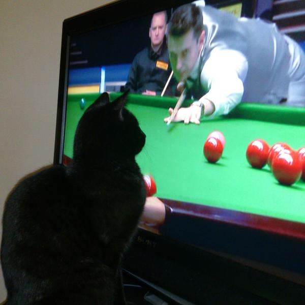 Lou213lou's tweet photo. @WorldSnooker1 after a 51 minute frame Barney still interested in another!! @500ThingsMyCatT @WKitties http://t.co/Dzo5MSlj