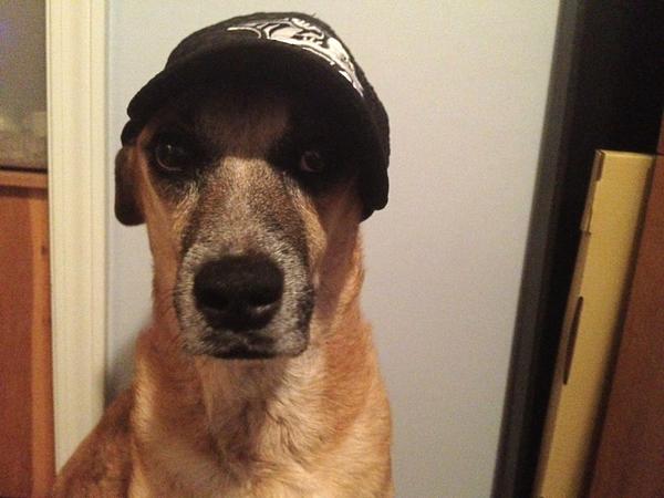 hoochilupagus's tweet image. @ThePredatorial @PredsNHL @PredsMemes @puckscenedotcom @Cellblock303 Hootie is ready for the boys to hit the ice!!