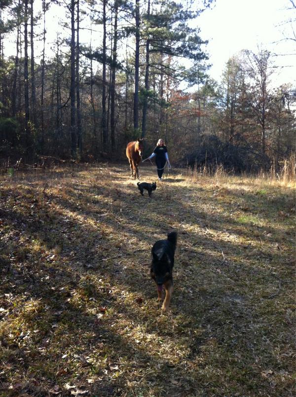 jabuladogs's tweet photo. Today was an awesome day to walk the dogs and horse. #lovemyhorse http://t.co/KZCeloKv