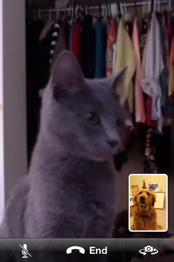 KBerardi48's tweet photo. Long distance relationships are hard #petbestfriends http://t.co/GtVuqLsR