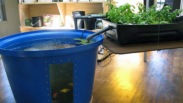Ecointeractive On Twitter Backyard Aquaponics Home Fish