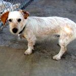 Photo by Animal Rescue League (@ARL_EP)