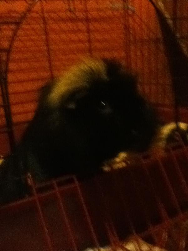 RileytheguineaP's tweet photo. @danapixie yep thats me riley and thank u very much http://t.co/wGzhn9a1