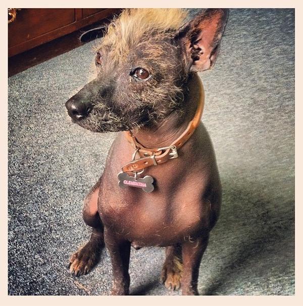 pablobaumart's tweet image. S.O.S. Clementina se perdio! Zona: Campestre Churubusco | No tiene un oido | Contacto: @nollitasz | Please RT | #MexDF