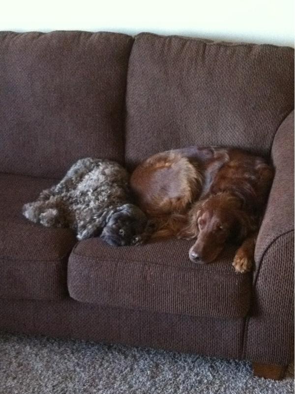 RediSetter's tweet image. Dogs being lazy!